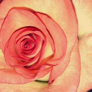 Meet your Posher, Kelley